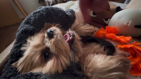 The-Yorkshire-Terrier-lies-on-the-cushions-and-plays-with-its-owner-with-its-muzzle