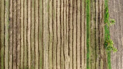 Aéreo:-Paso-Elevado-De-Un-Campo-De-Arroz-Seco-Con-Huellas-De-Neumáticos-De-Tractor,-Toma-Aérea-De-Un-Dron