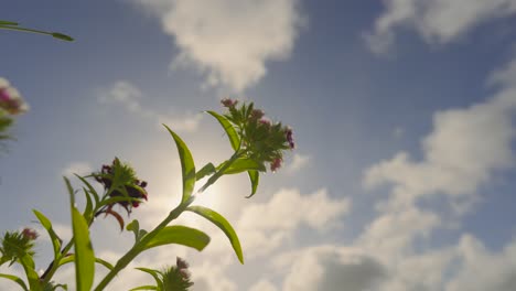 flower plant timelapse in early morning as clouds move in background with sun flare flickering. summer nature time passing.