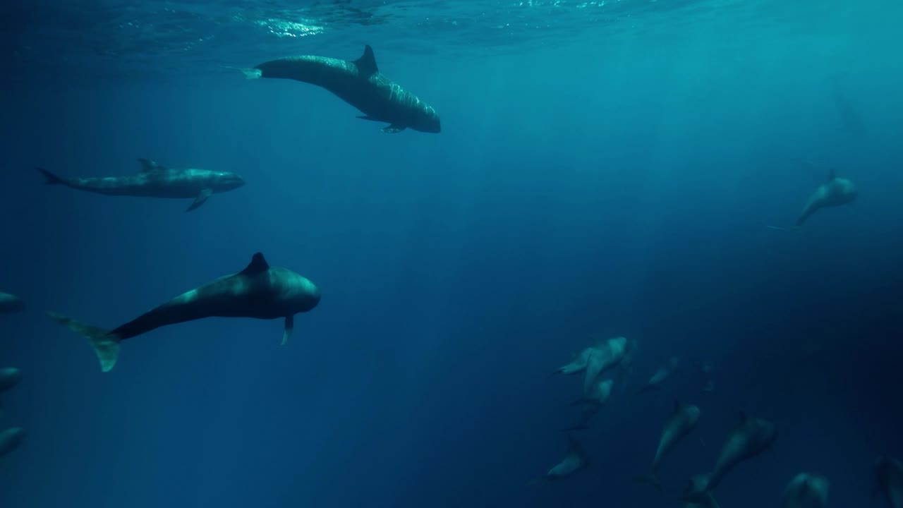 Underwater footage of a majestic pod of pilot whales in the remote South Pacific Island of Fatu Hiva in the Marquesas French Polynesia