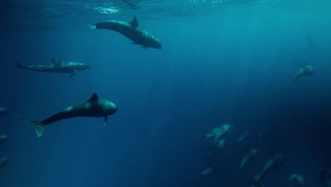 Underwater-footage-of-a-majestic-pod-of-pilot-whales-in-the-remote-South-Pacific-Island-of-Fatu-Hiva-in-the-Marquesas-French-Polynesia