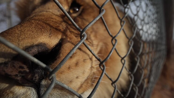 male lion sniffing camera closeup through fence wildlife game reserve