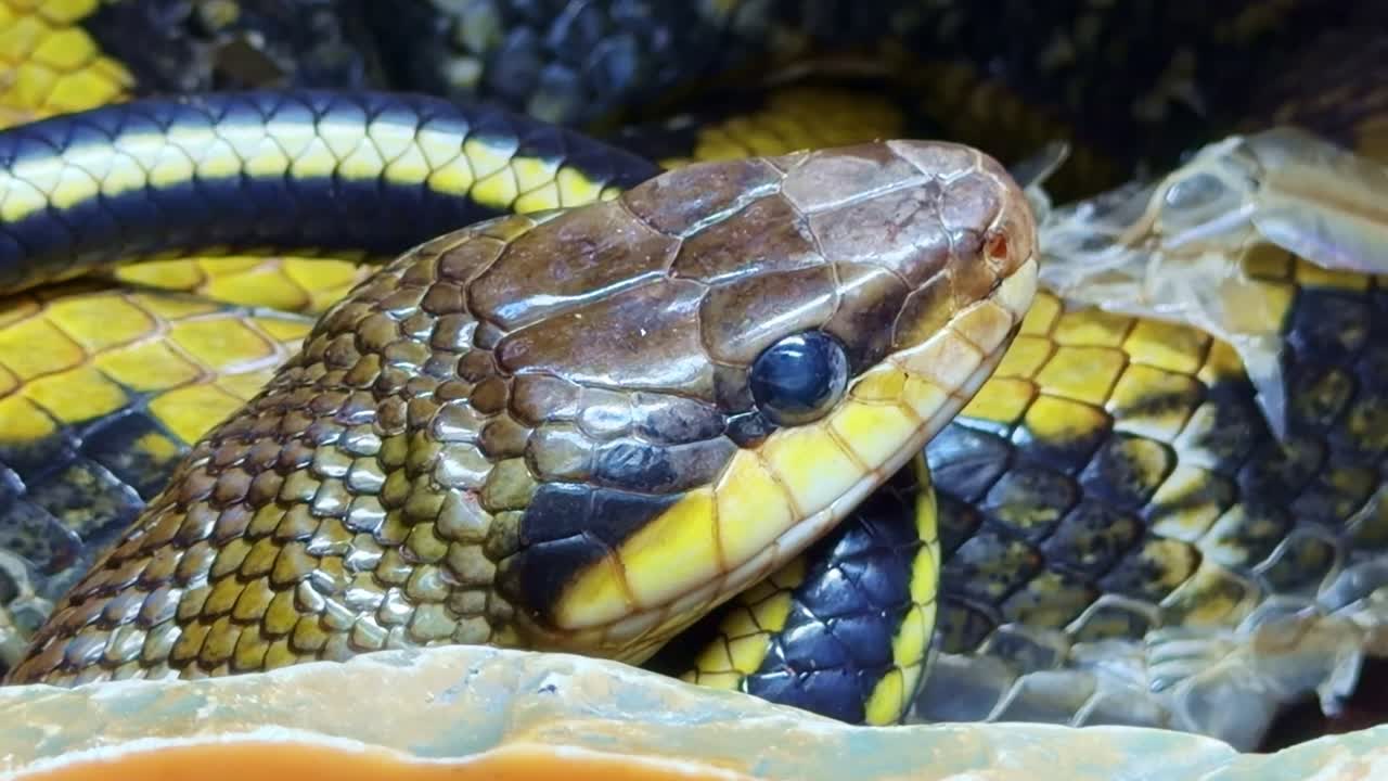 Scatto macro di un serpente bellezza taiwanese con occhio opaco, segno di ecdisi o muta della pelle. Primo piano.