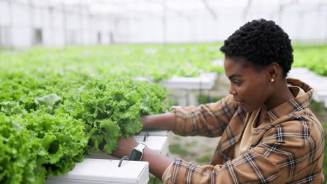 Woman,-farmer-and-lettuce-in-greenhouse