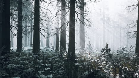 Mystischer-Winterwald-Mit-Schnee-Und-Sonnenstrahlen,-Die-Durch-Bäume-Fallen