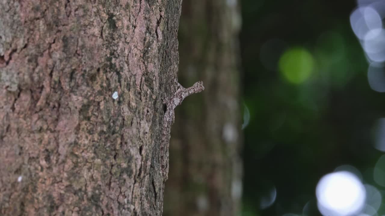 Facing towards the right looking at a moving tree blown by the wind, Blanford's Flying Dragon Draco blanfordii, Thailand