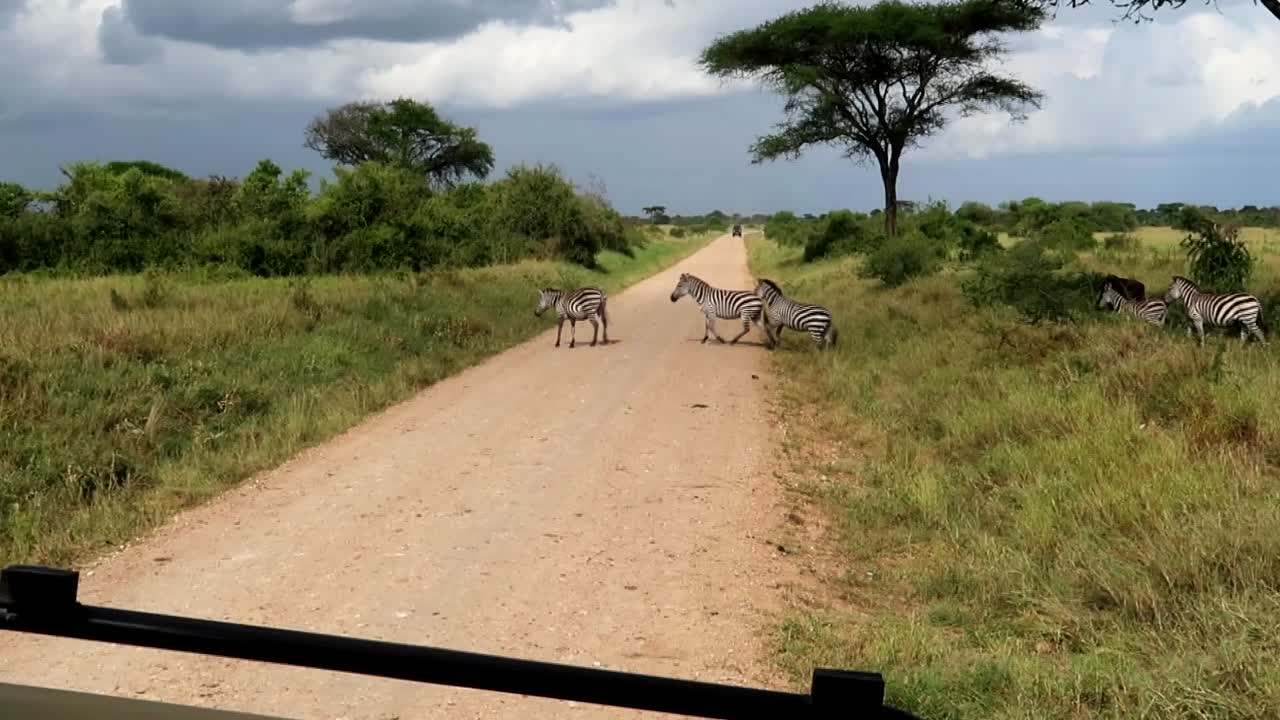 toma estática de un grupo de cebras caminando por una pista frente a los autos de safari