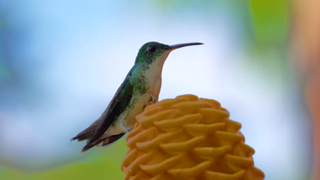 slow-motion close-up of a hummingbird perched on a flower in the forest of mindo, ecuador, blurred background out of focus