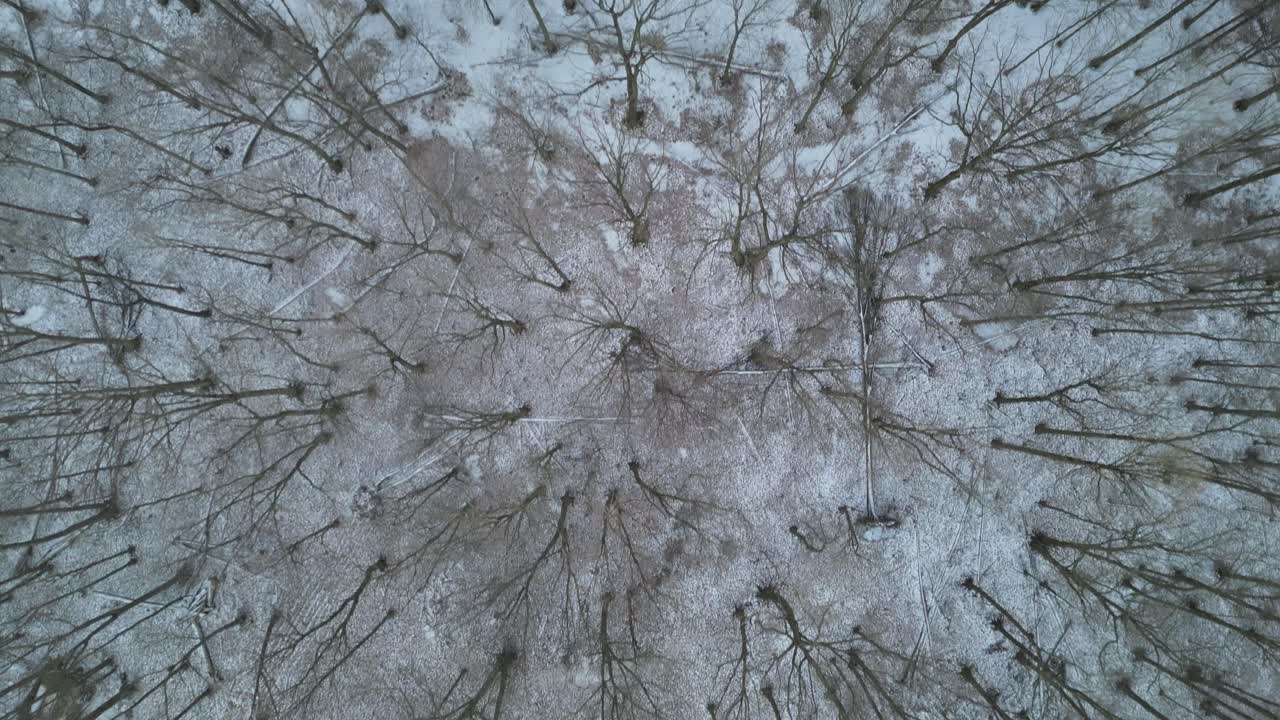 Top down view of bare trees in the winter with a light dusting of snow on the ground