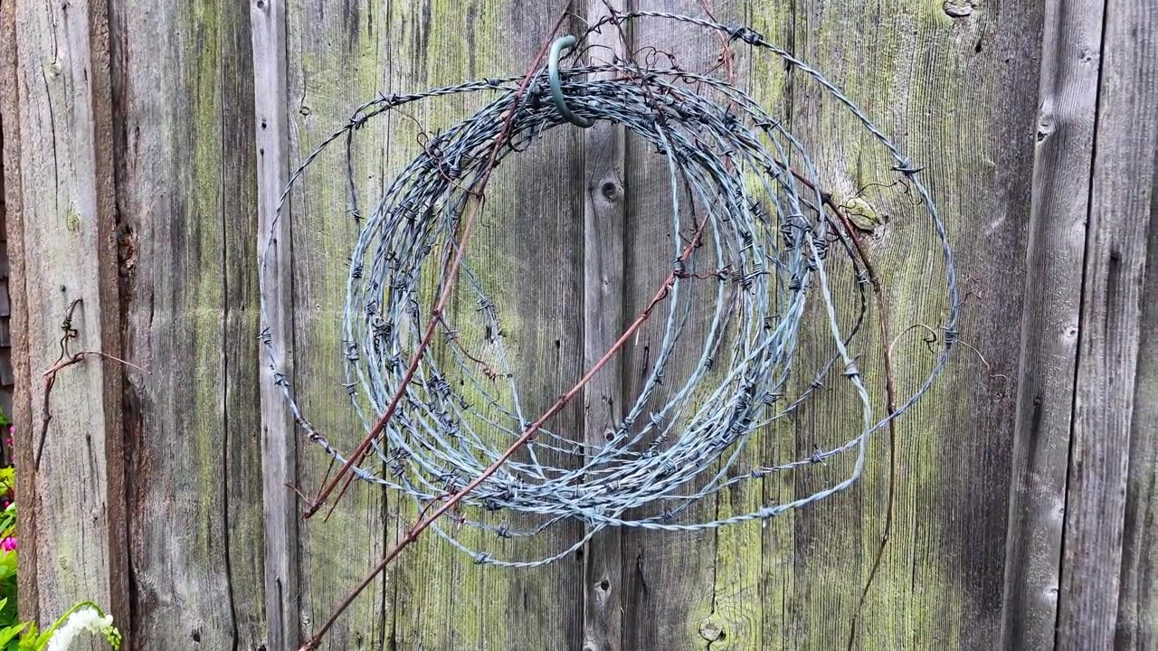 Rustic barbed wire coil hanging like a wreath on an old weathered wood wall