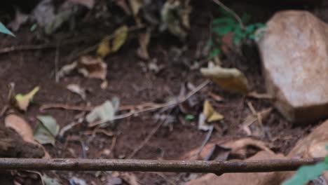 De-Espaldas-A-La-Cámara-Sacudiendo-Sus-Plumas-Mientras-Se-Baña-Bajo-Agua-Que-Gotea-Y-Luego-Vuela,-Zorzal-De-Garganta-Blanca-Monticola-Gularis,-Tailandia