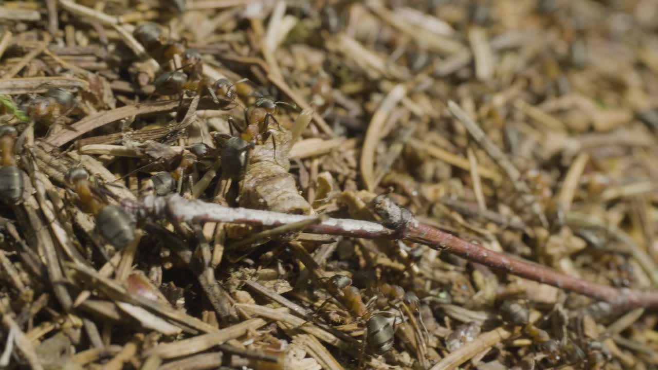 개미 언덕 에 있는 개미 들