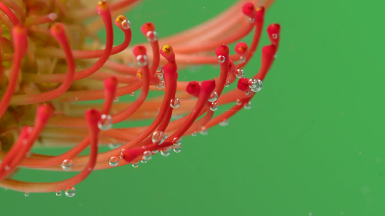 핀 쿠션 프로테아와 거품