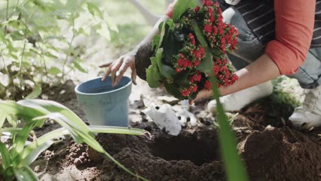 Low section of senior caucasian woman replanting flowers in garden flowerbed, slow motion