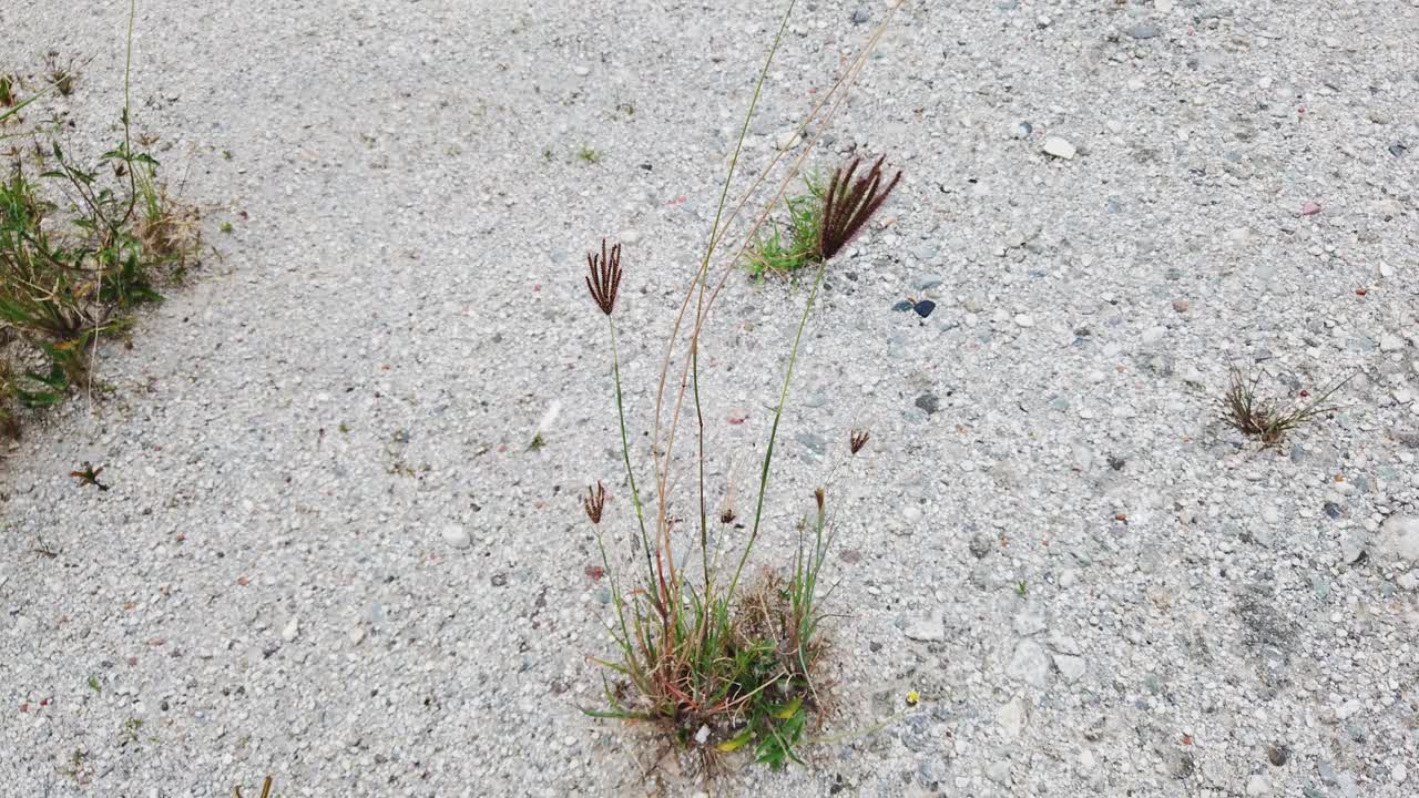 모래 위에서 자라는 잔디 위에서 보기