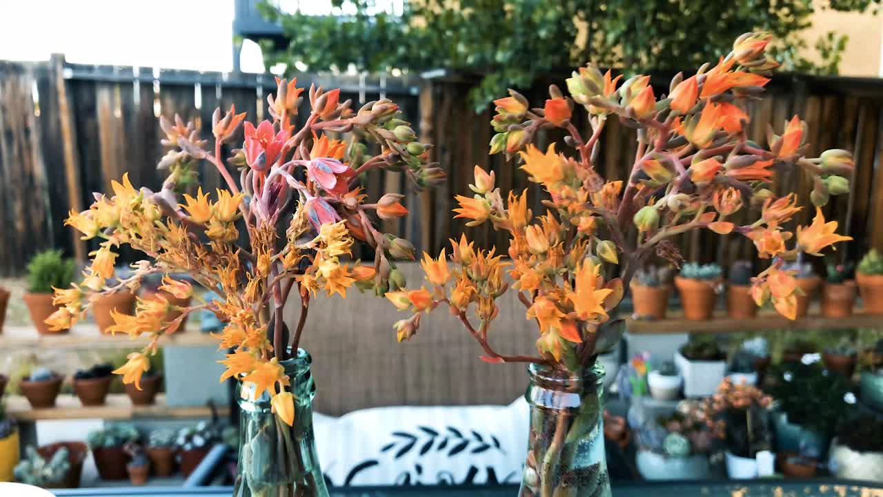 Cactus weeds placed in 2 soda bottles as decoration in backyard patio.  Trees swaying in the background.