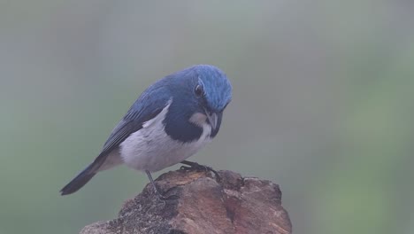 the ultramarine flycatcher, also known as the white-browed blue flycatcher, a winter migrant to thailand, is very friendy to people