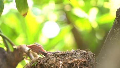 Schwarzer-Vogel-In-Einem-Nest,-Das-Jungvögel-Füttert