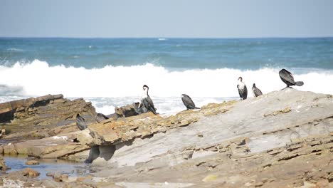 pájaros tomando el sol y acicalándose