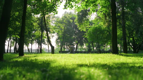 focused man petting dog lying lawn. cynologist encourage lazy dog to play park.