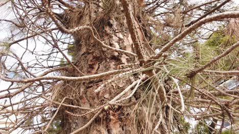 close-up of a tree trunk and branches