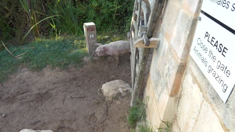 Two piggies twist and turn to pass between bars of an old portal in wood. Panel that indicates to let the gate close because of animals grazing.