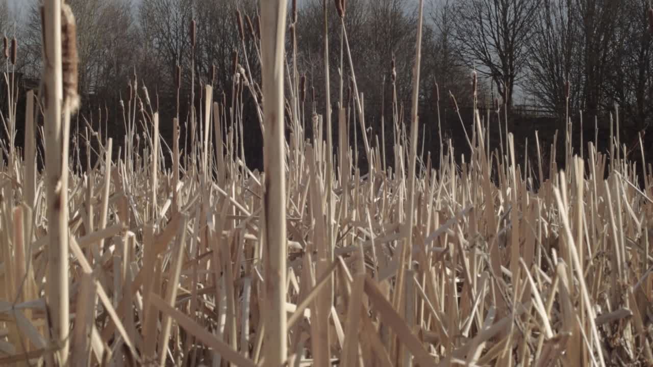 Tall dry reeds grow in woodland close up tilting upwards shot