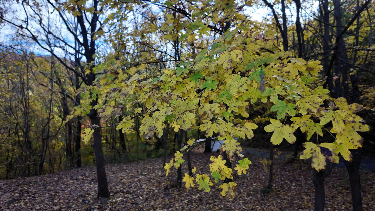 숲 속의 가을 잎