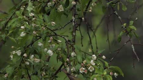 philadelphia vireo on a blossoming apple branch