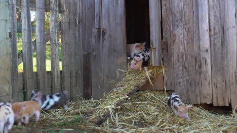 clumsy baby pigs follow mom out of pigsty