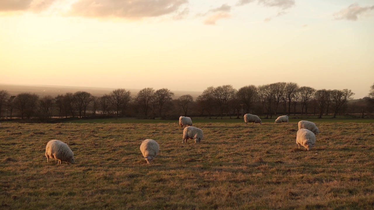Um grupo de ovelhas em um campo na luz do entardecer