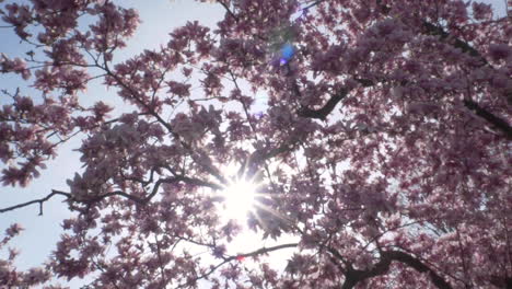 slow motion (180fps): looking up and curving under a chinese magnolia tree with big pink flowers in full blossom as the sun peeks through on a beautiful day