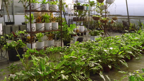 thriving green plants showcasing vibrant foliage in greenhouse nursery for growth