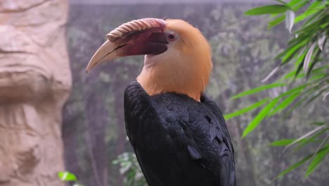 close-up of a hornbill bird
