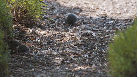 California-quail-adult-and-chicks-eating