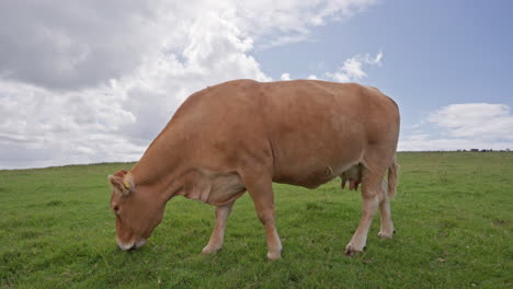 Atemberaubende-Aufnahme-Einer-Kuh,-Die-Gras-Auf-Einem-Feld-In-Der-Nähe-Der-Cliffs-Of-Moher-In-Irland-Frisst