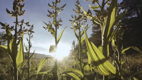 sunrise in a meadow with tall plants