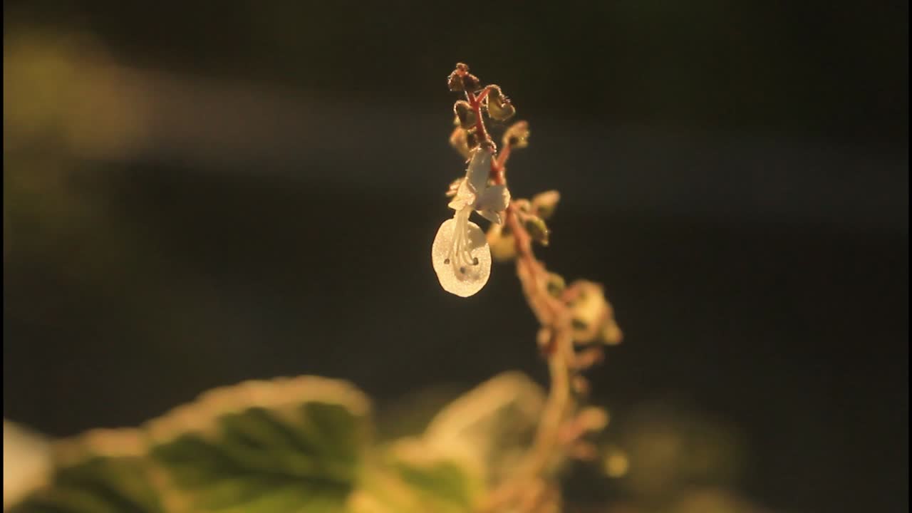 primer plano de una planta con flores blancas y hojas verdes
