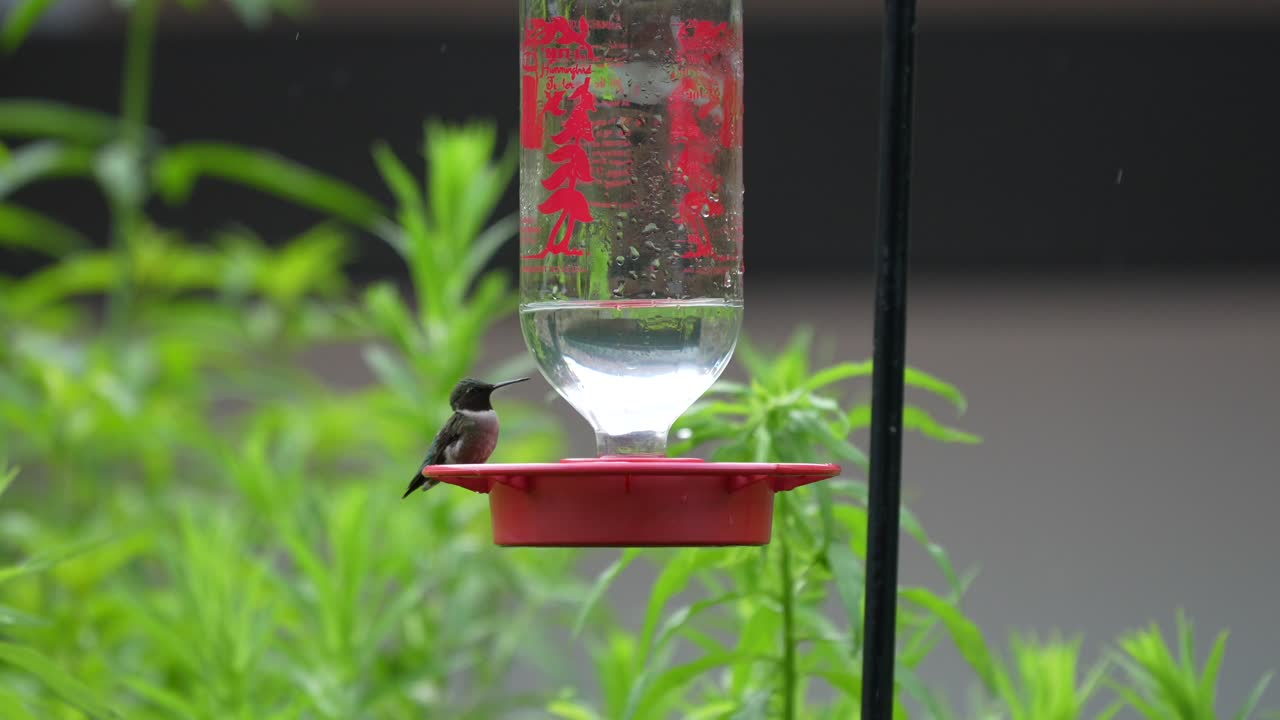 A hummingbird feeding at a hummingbird feeder set up in the backyard