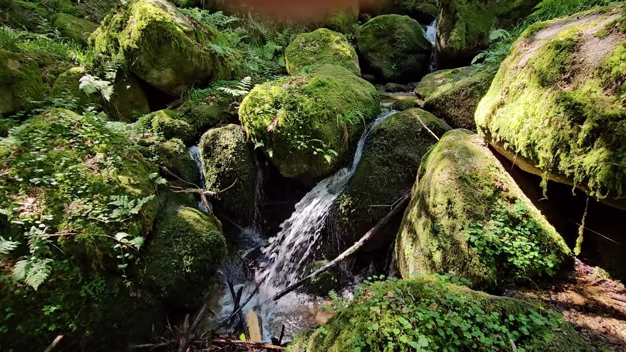 Manantial del bosque fluyendo entre rocas cubiertas de musgo en el bosque