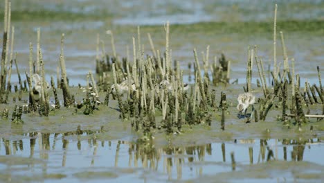 rare view of four kluut baby chicks exploring muddy seabed in low tide