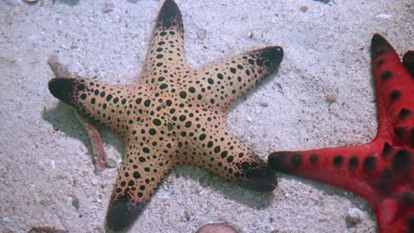 close up of the sea staring at the bottom of the sand in the asian region