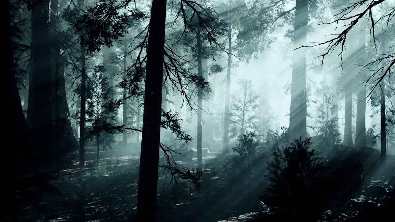 黑色的树干在黑暗的松树林中