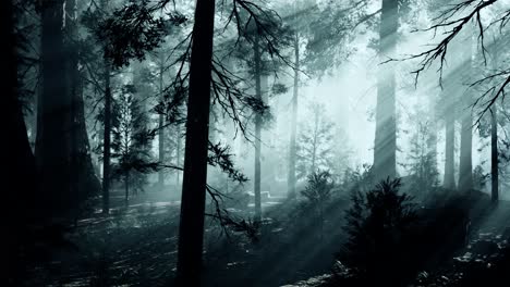 black tree trunk in a dark pine tree forest