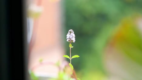 Ein-Zeitlupenvideo-Von-Regen-Im-Hintergrund-Mit-Einer-Blume-Auf-Der-Vorderseite