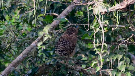 the buffy fish owl is a big owl and yet the smallest among the four fish owls