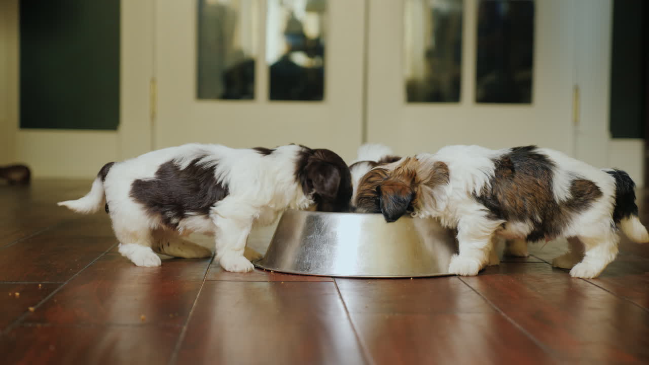 몇 마리의 귀여운 작은 강아지들이 고양이를 보고 있는 뒤에 있는 그릇에서 먹습니다