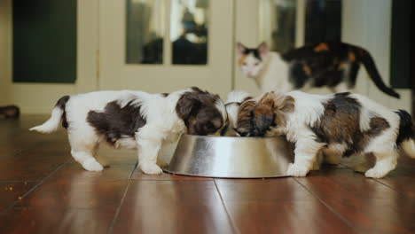 unos cachorritos lindos comen de un tazón en el fondo detrás de ellos mirando a un gato