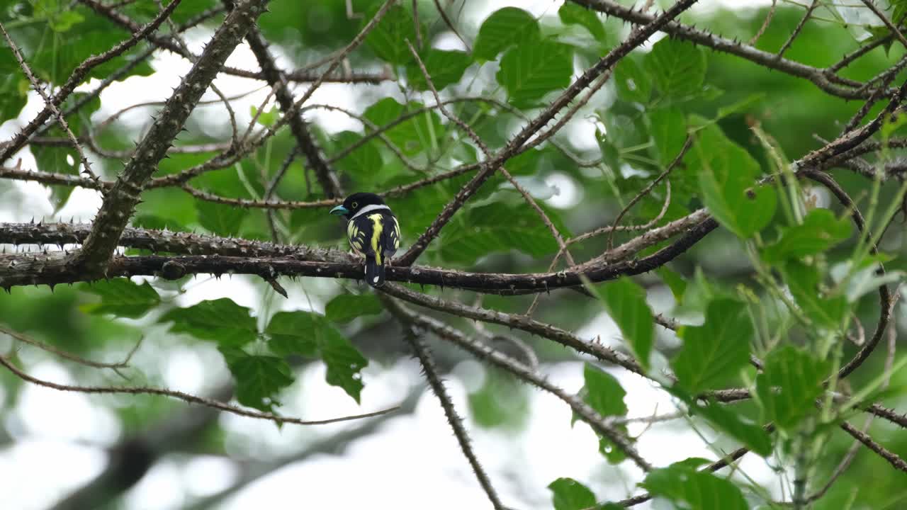 visto desde atrás mientras la cámara se aleja durante una tarde ventosa, el eurylaimus ochromalus de pico ancho negro y amarillo, tailandia