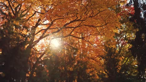 beautiful morning sunrise in sunny autumn forest with sunrays shining through golden orange tree leaves and branches